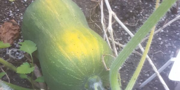 156844974_1315307628846171_465916525619780754_n